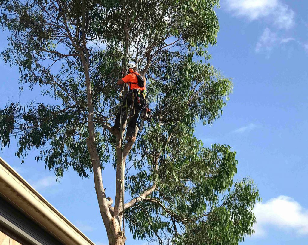Professional arborist skillfully examining a tree for health and safety, representing expert tree care services.