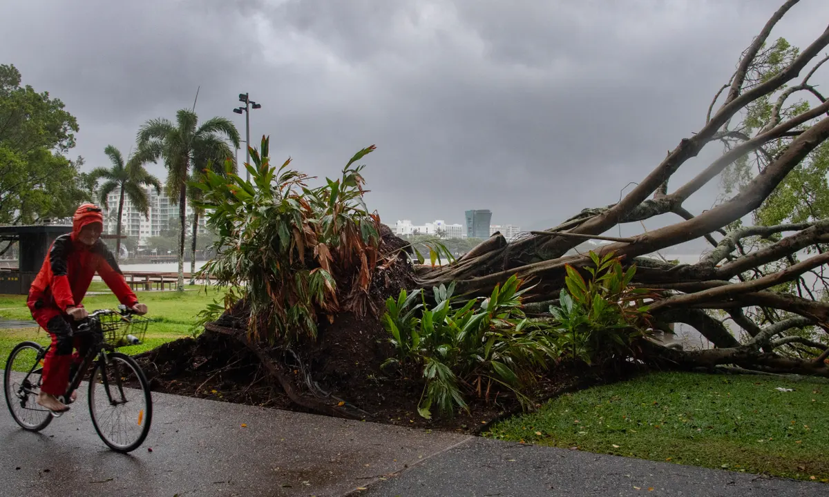 Bracing for Impact: Navigating Tree Risks in Queensland’s Fierce Storm Season