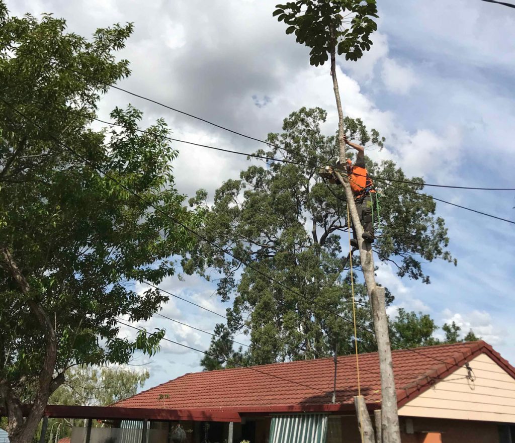Team of professional arborists from Dynamic Tree Solutions at work, showcasing their expertise in tree maintenance and removal services.